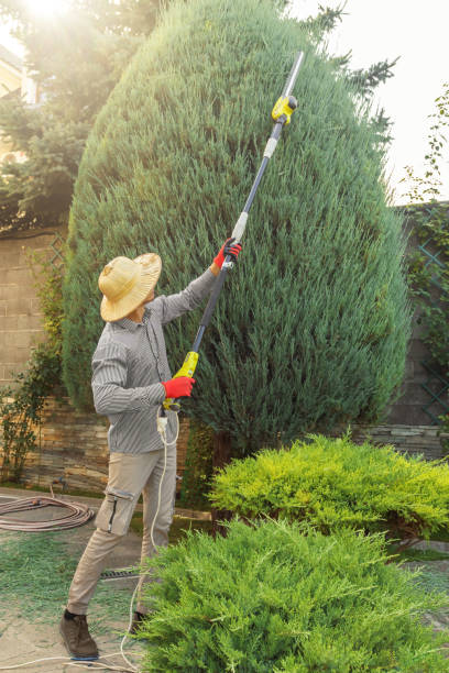 Best Fruit Tree Pruning  in USA